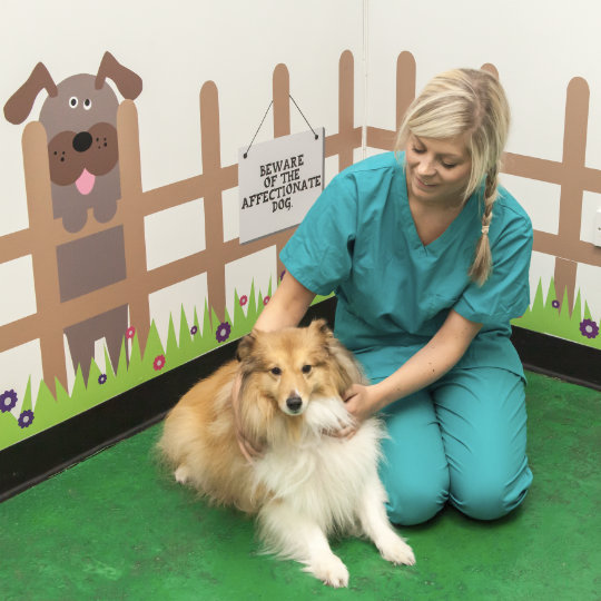 Vet with dog and cartoon walls