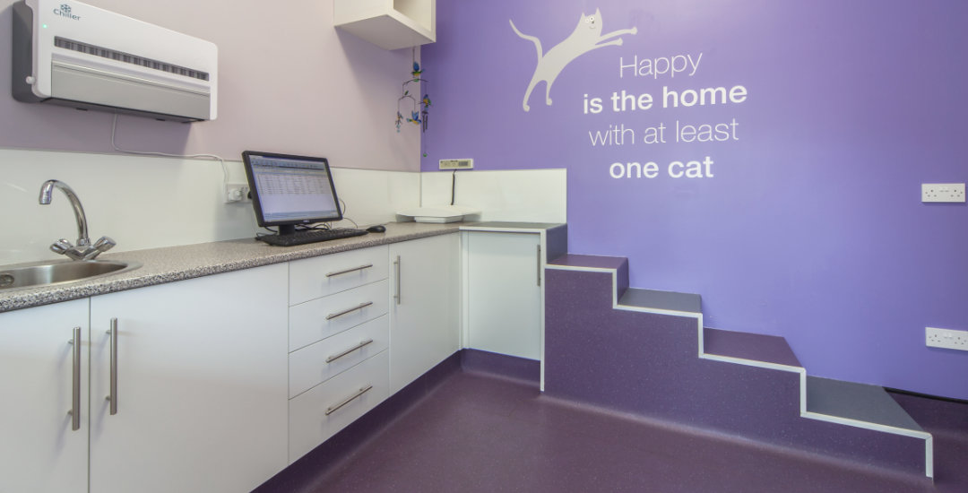 Cat Steps at Inglis Vets